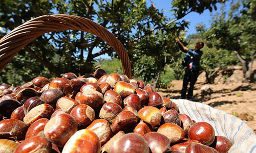 chestnuts