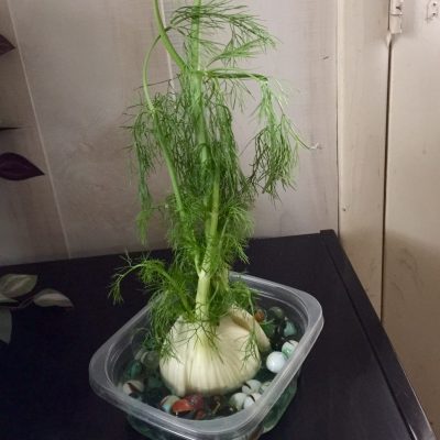 fennel regrown in water