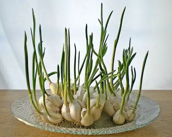 garlic chives regrown in water