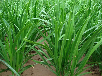 garlic chives