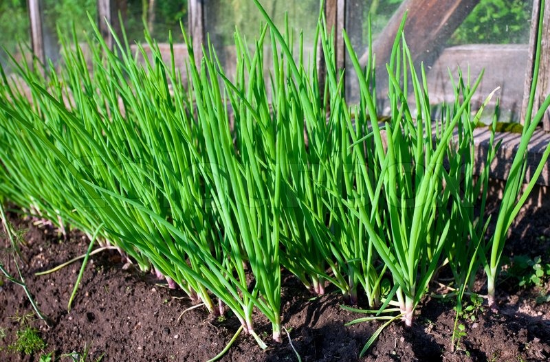 green onions in garden