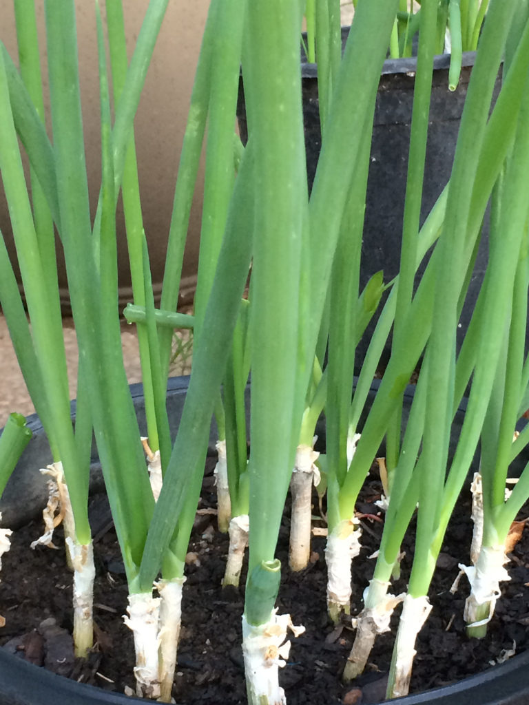 green onions in pots