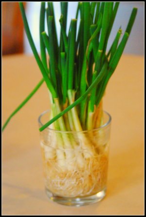 green onions regrown in water