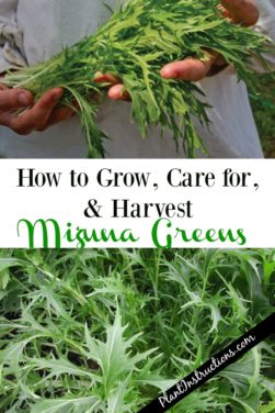 How to Grow Mizuna Greens - Plant Instructions