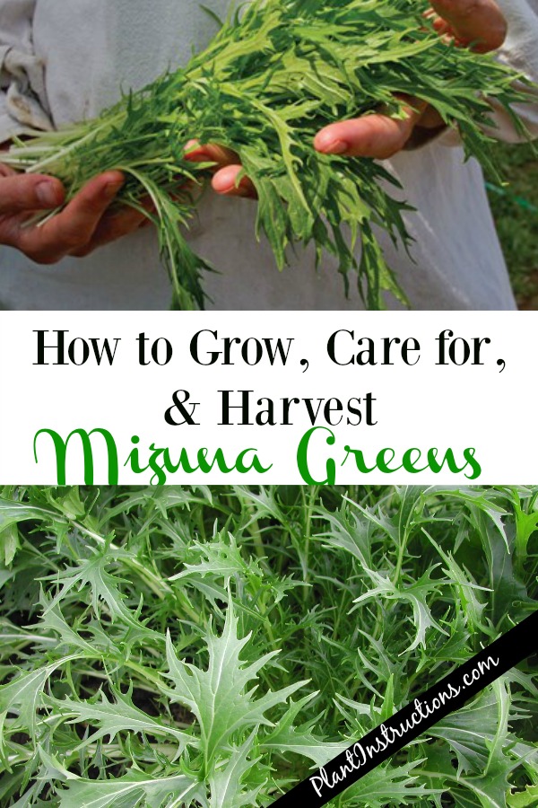 grow mizuna greens