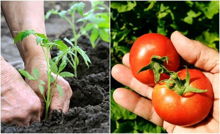 growing tomatoes