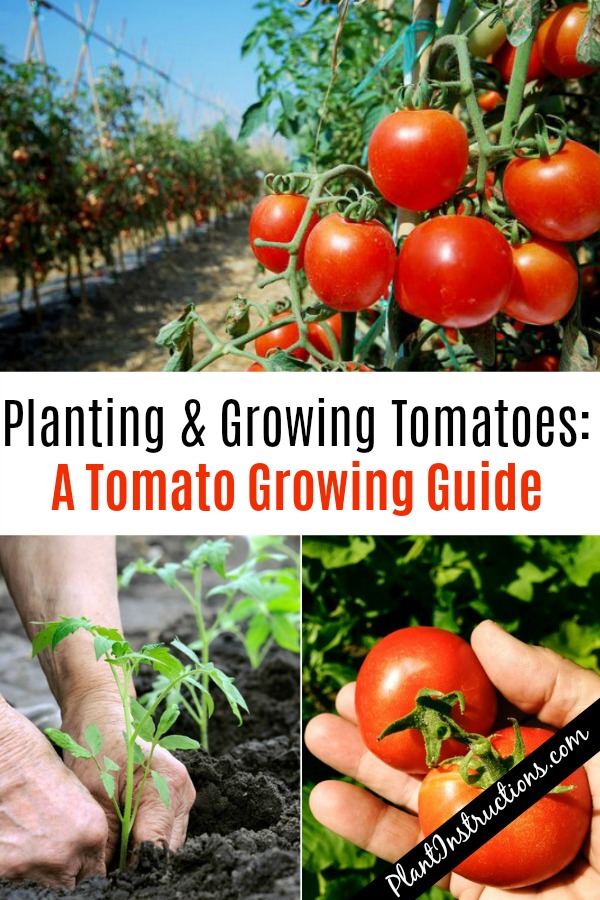 how to grow tomatoes