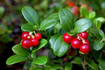 lingonberries