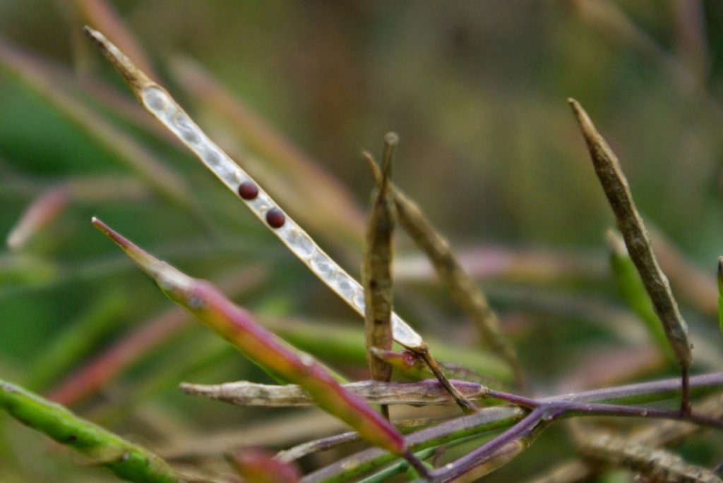 mustard seed pods