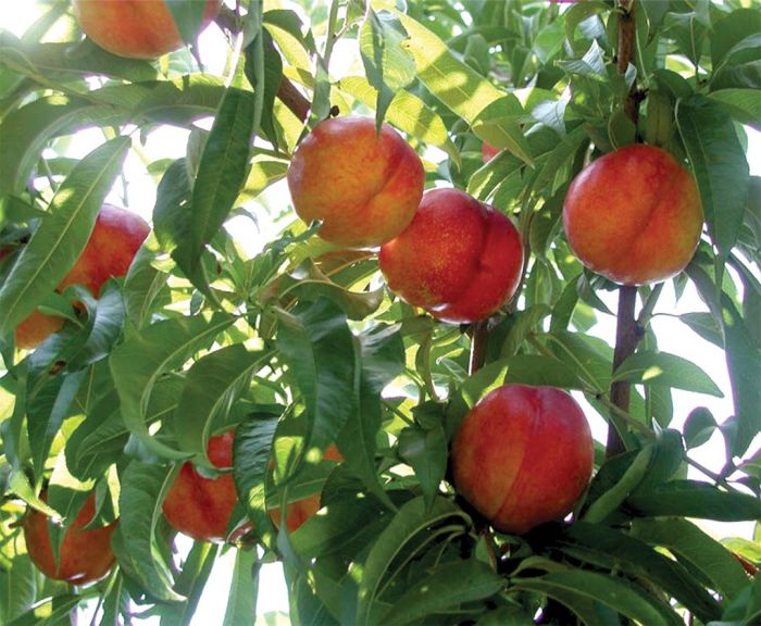 nectarine tree