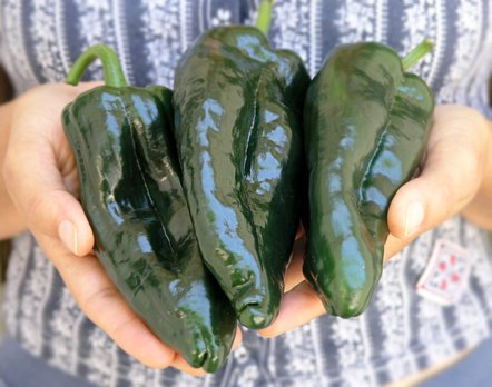 poblano pepper harvest