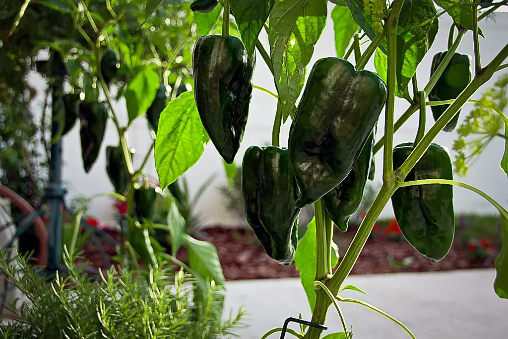 poblano pepper plant