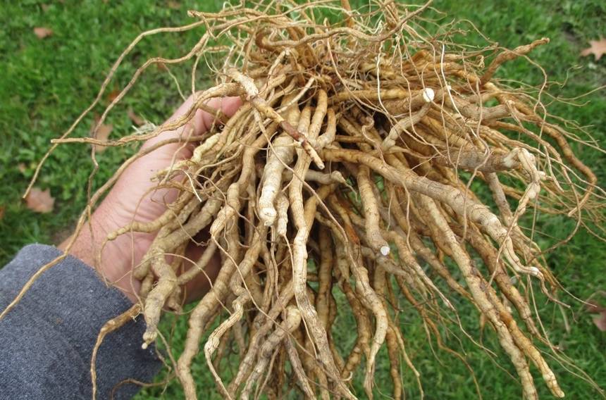 skirret root