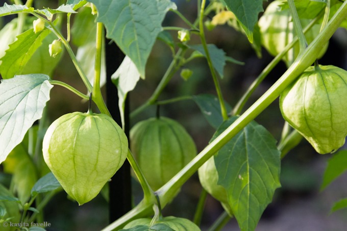 tomatillo plant