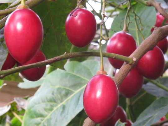 How to Grow Tree Tomatoes AKA Tamarillos