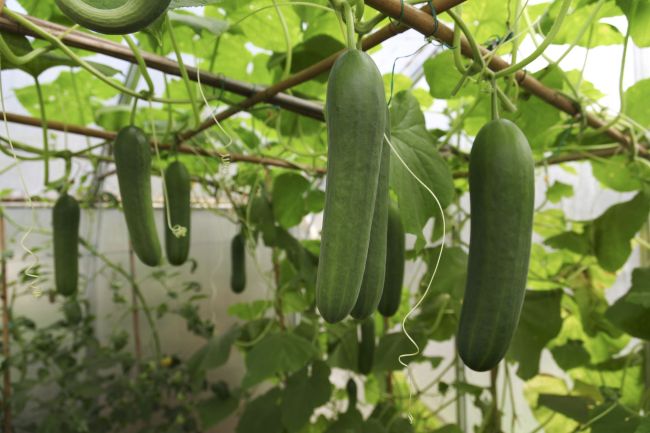 vertical cucumbers