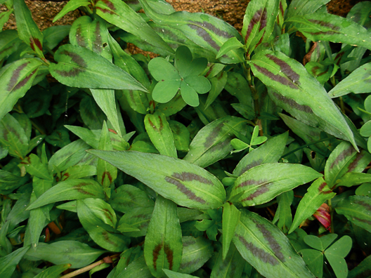 vietnamese cilantro