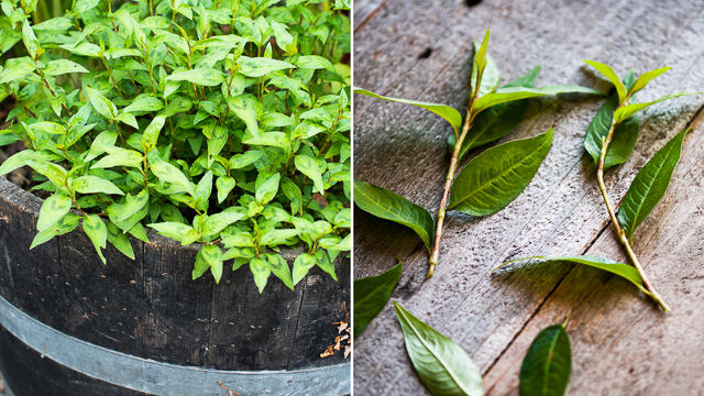 vietnamese coriander