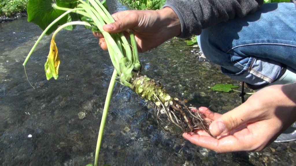 wasabi root