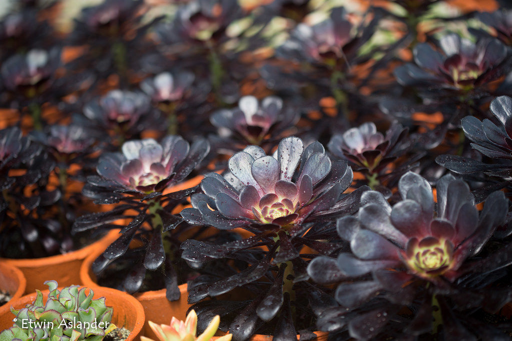 Aeonium Zwartkop