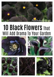 10 Black Flowers That Will Add Drama To Your Garden - Plant Instructions