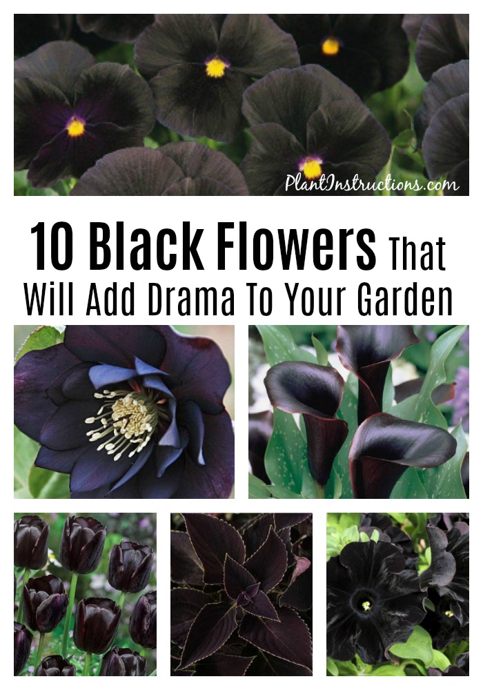 Black Flowers