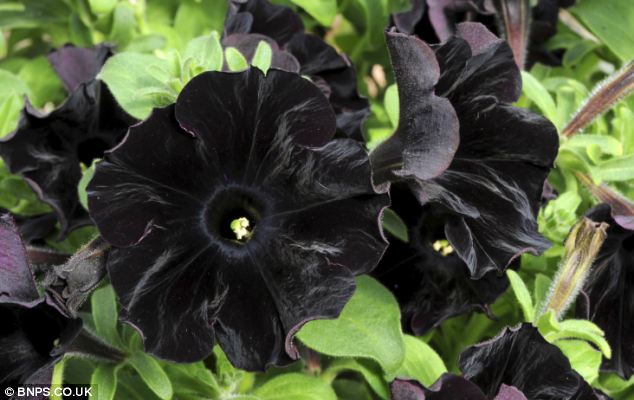 Black Velvet Petunias