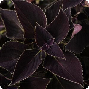 Coleus Black Prince