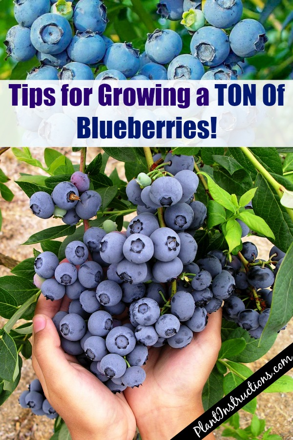 Grow a Huge Blueberry Harvest