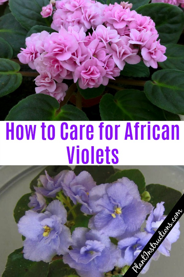 How to Care for African Violets