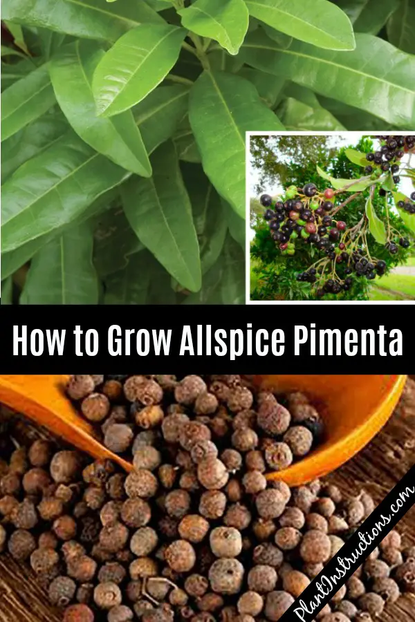 How to Grow Allspice Pimenta