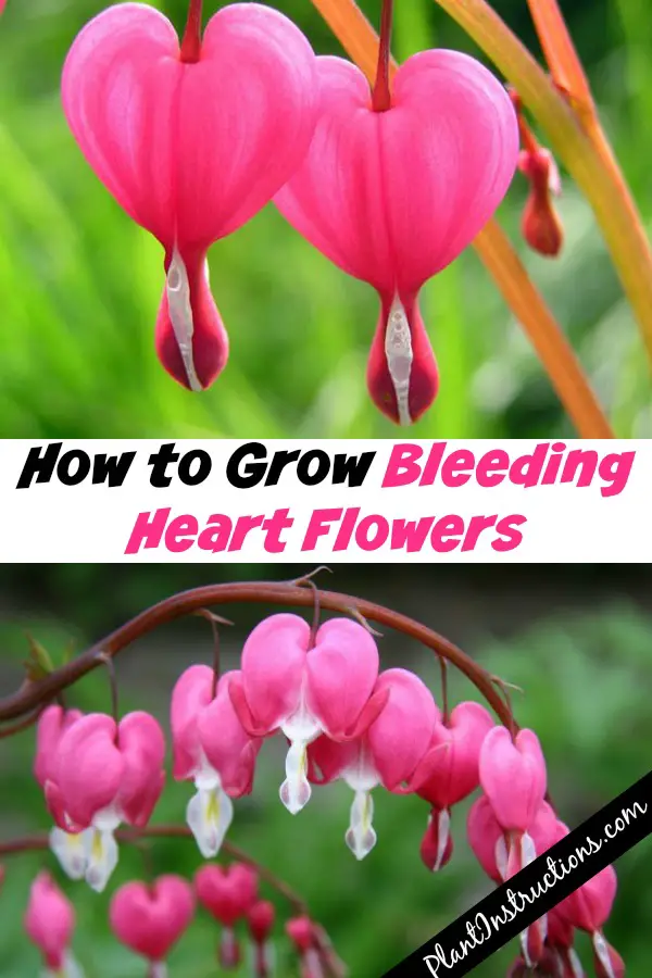 How to Grow Bleeding Hearts