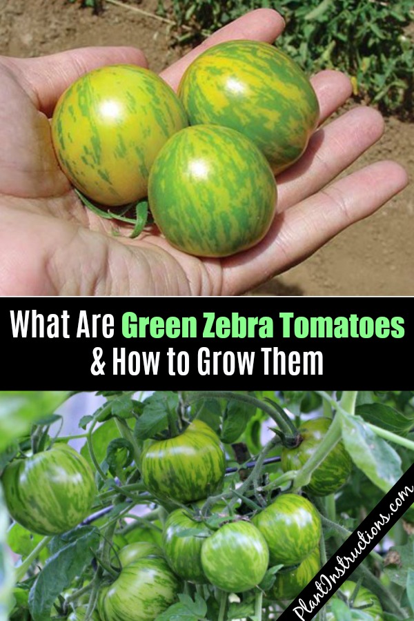 green zebra tomato plants