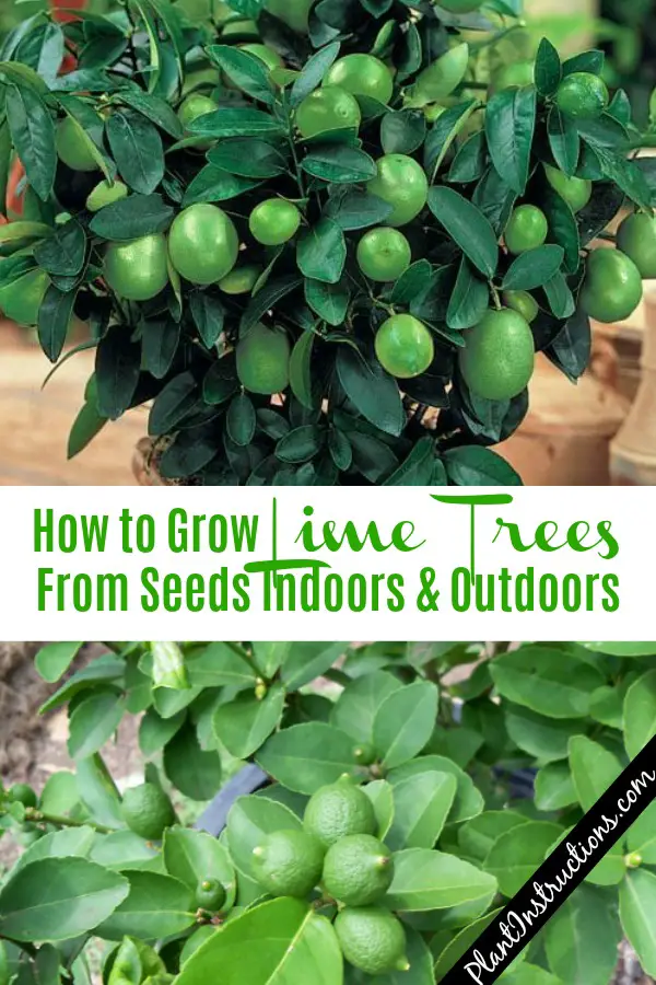 How to Grow Lime Trees