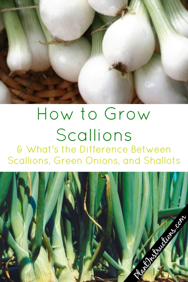 How to Grow Scallions