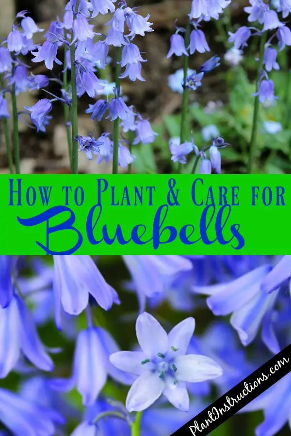 How to Plant Bluebells