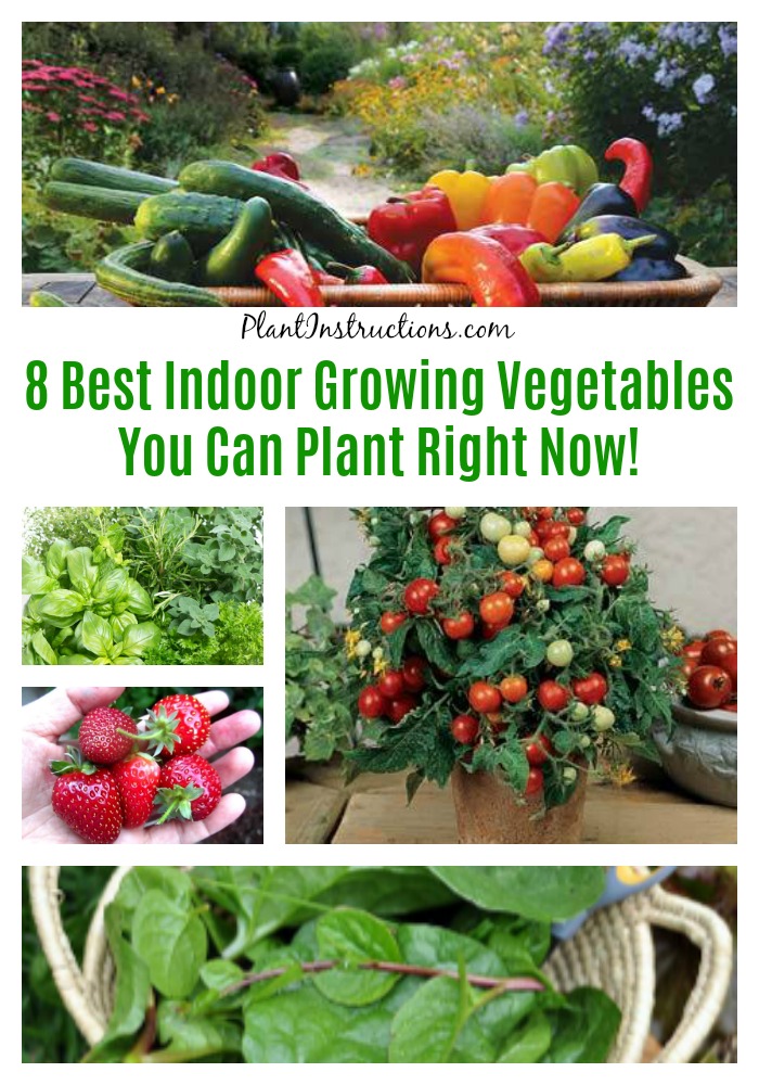 8 Best Indoor Growing Vegetables You Can Plant Right Now! - Plant Instructions