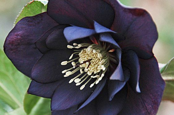 Midnight Ruffles Hellebore