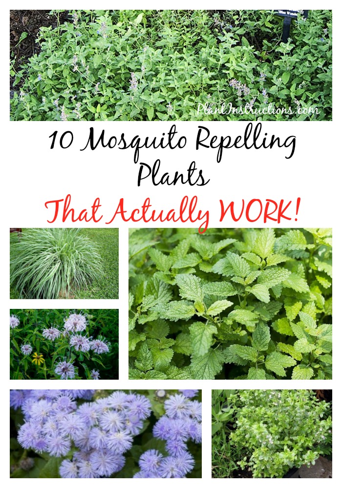 Plants That Repel Mosquitoes