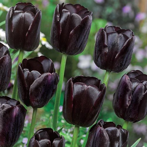 Queen of the Night Tulip