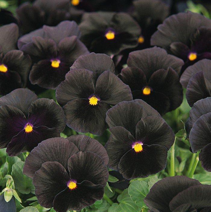 Sorbet Black Delight Viola