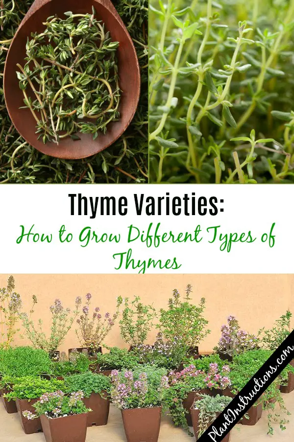 Thyme Varieties
