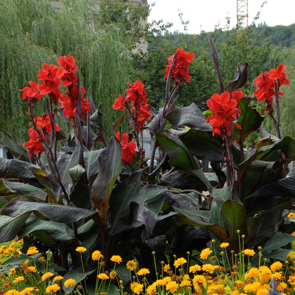 Tropicanna Black Canna