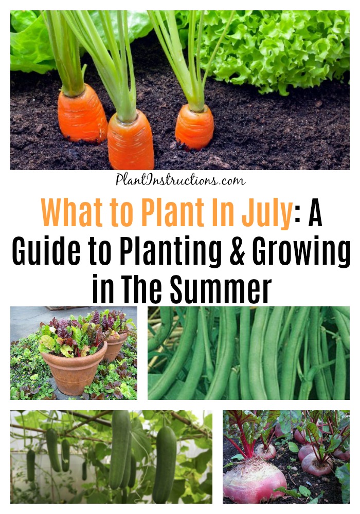 What to Plant In July