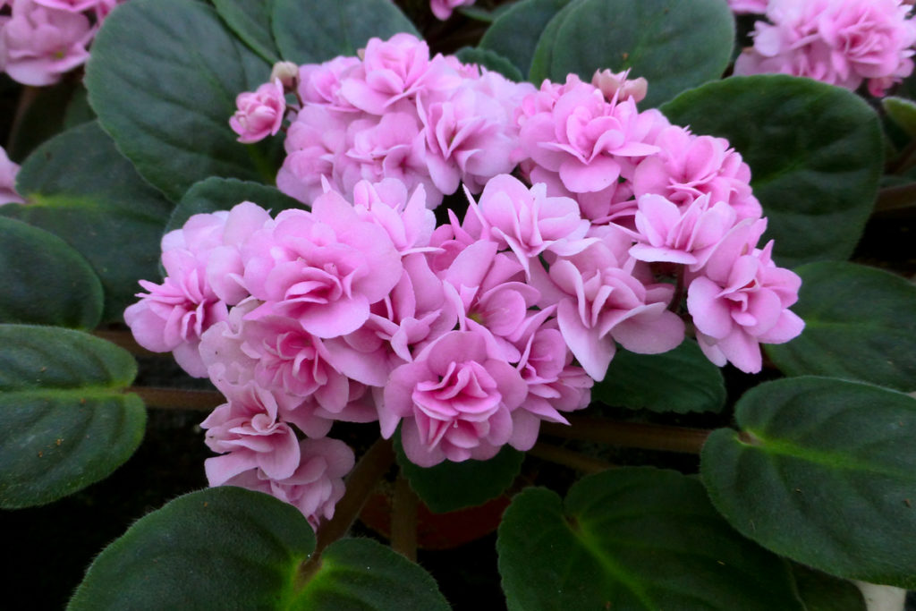 african violets