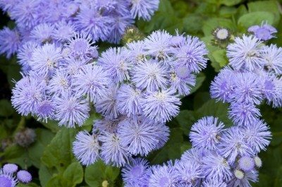 ageratum