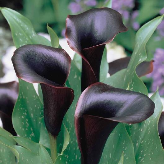 black star calla lily