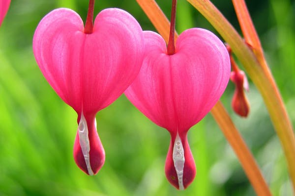 bleeding heart flowers