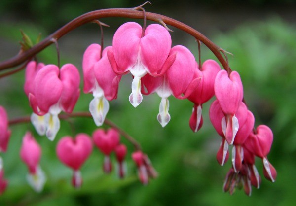 bleeding hearts