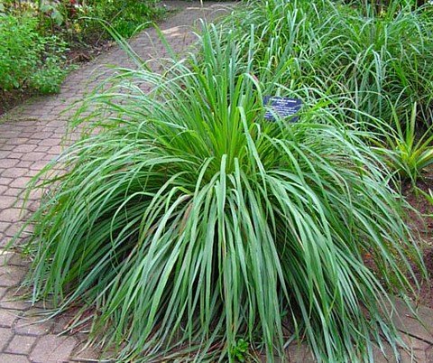 citronella plant